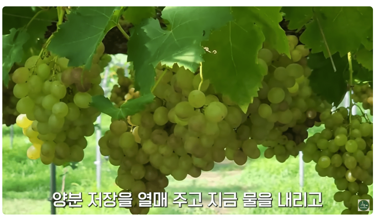 열매에 양분을 저장하는 샤인머스켓.png