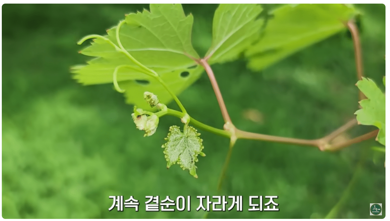 곁순이 자라는 포도 나무.png