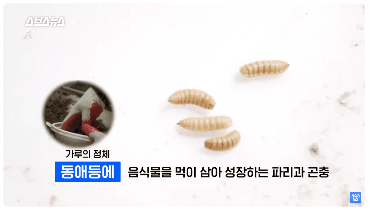 동애등에.png