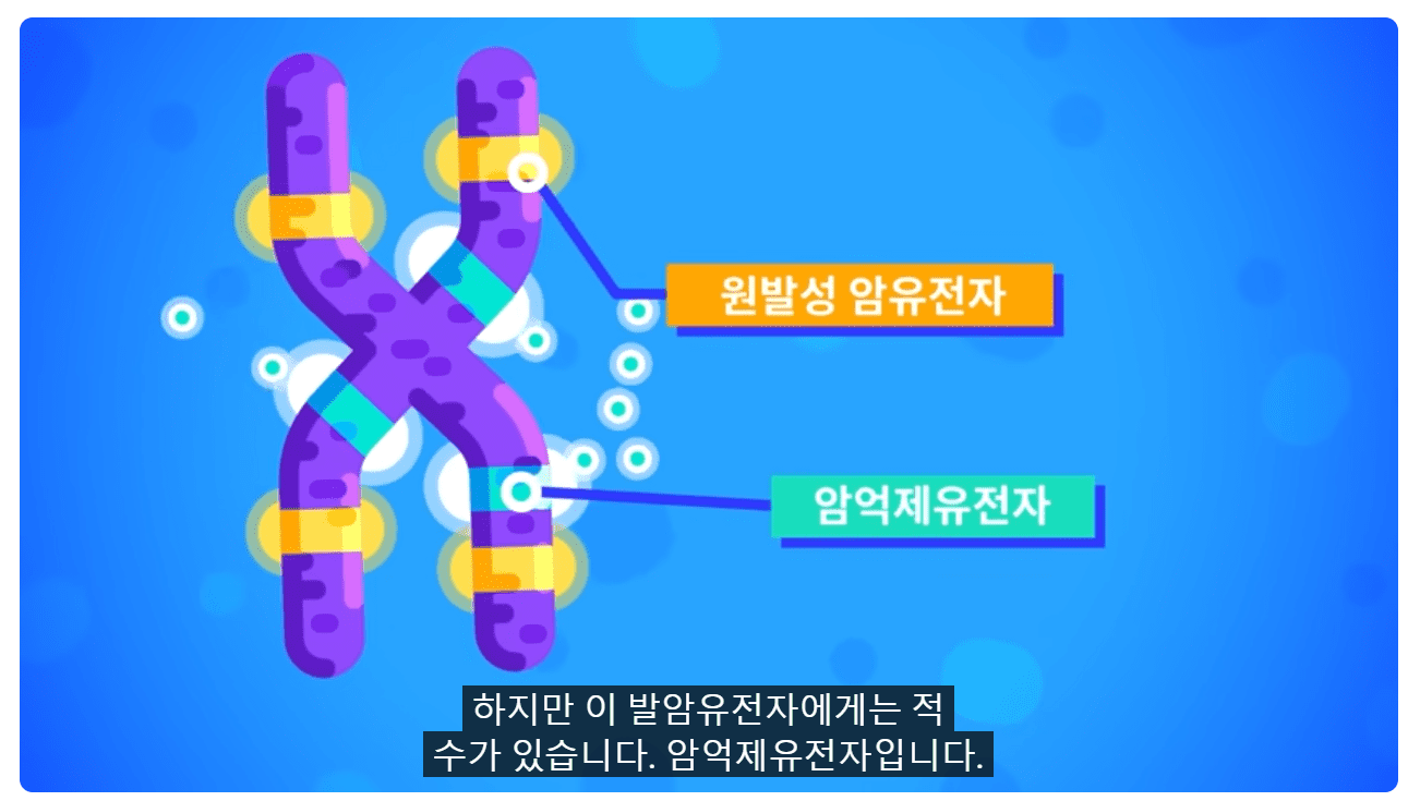 원발성 암유전자와 암억제유전자.png