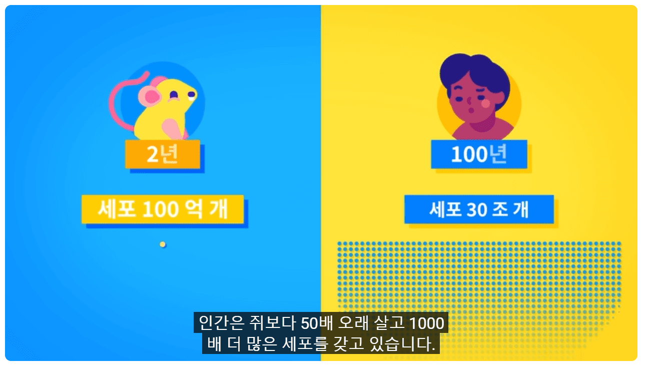 쥐와 사람의 세포 수.png