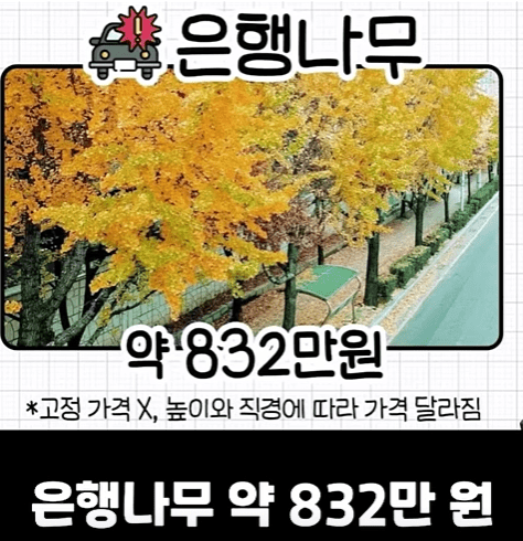 은행나무.png