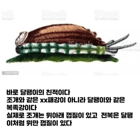 전복은 달팽이다.png