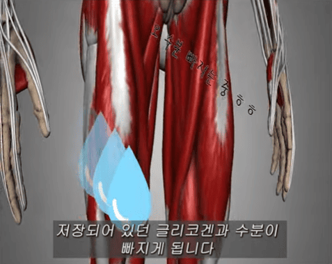 빠져나가는 글리코겐과 수분.png