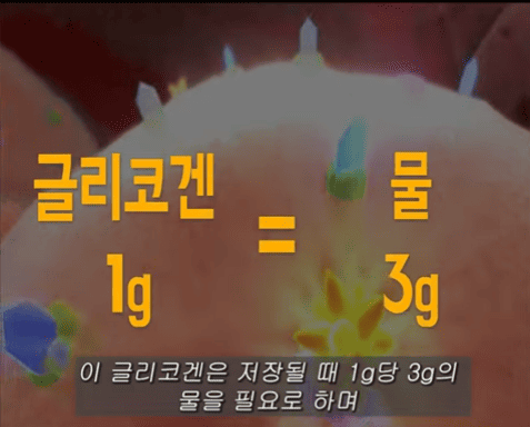 글리코겐 1그람당 물 3그람.png