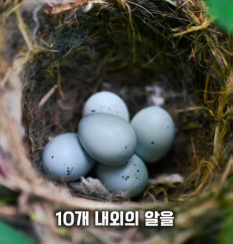 10개 내외의 알.png