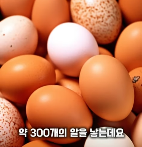 300개의 알.png