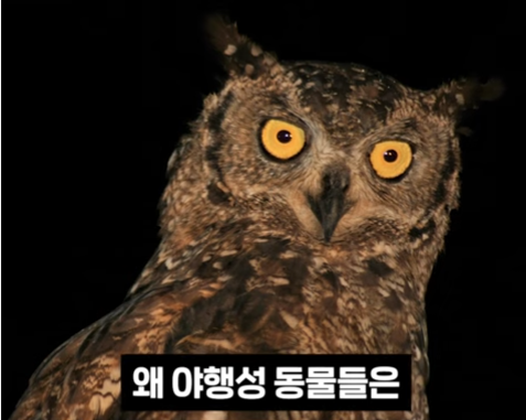 야행성동물.png