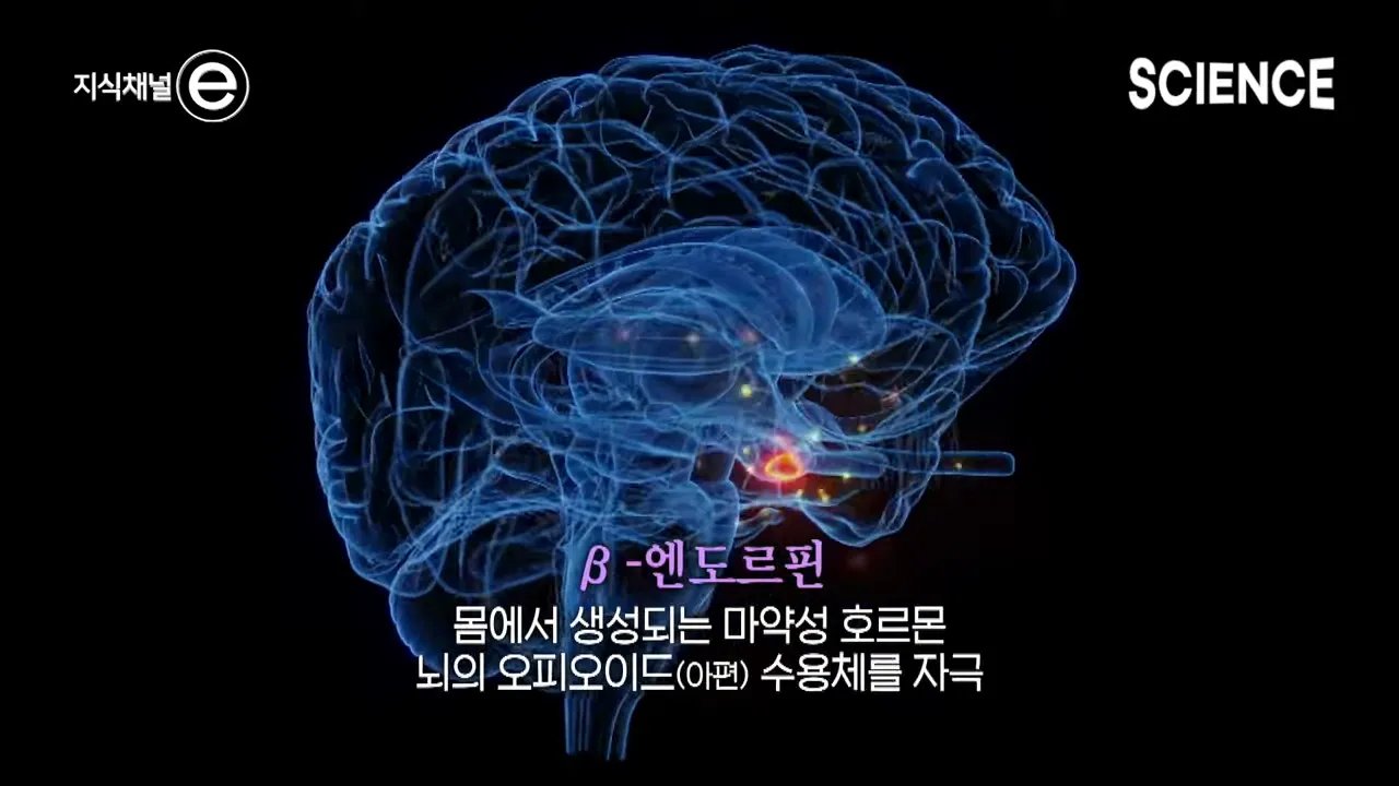 디저트 배 따로 있다는 말이 사실일까_ 🍩 배가 불러도 디저트가 먹고 싶은 이유 _ 지식채널e 3-21 screenshot.webp