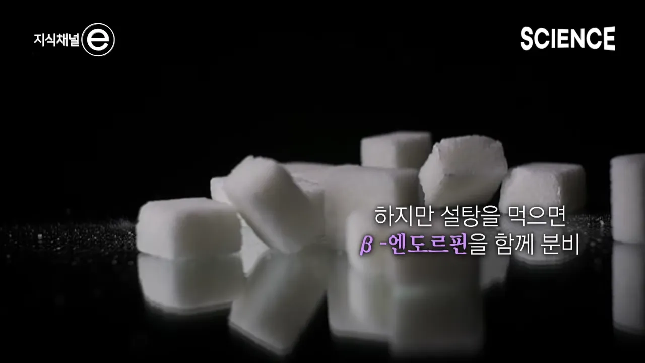 디저트 배 따로 있다는 말이 사실일까_ 🍩 배가 불러도 디저트가 먹고 싶은 이유 _ 지식채널e 3-14 screenshot.webp