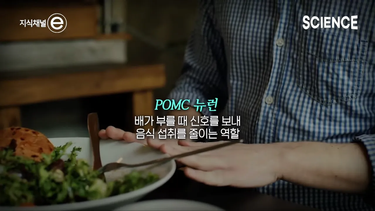 디저트 배 따로 있다는 말이 사실일까_ 🍩 배가 불러도 디저트가 먹고 싶은 이유 _ 지식채널e 3-7 screenshot.webp