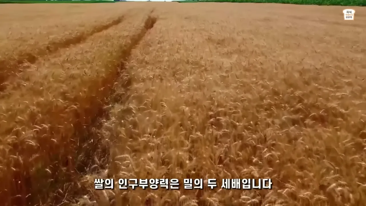 쌀VS밀. 아시아 인구가 압도적으로 많은 이유 4-35 screenshot.webp