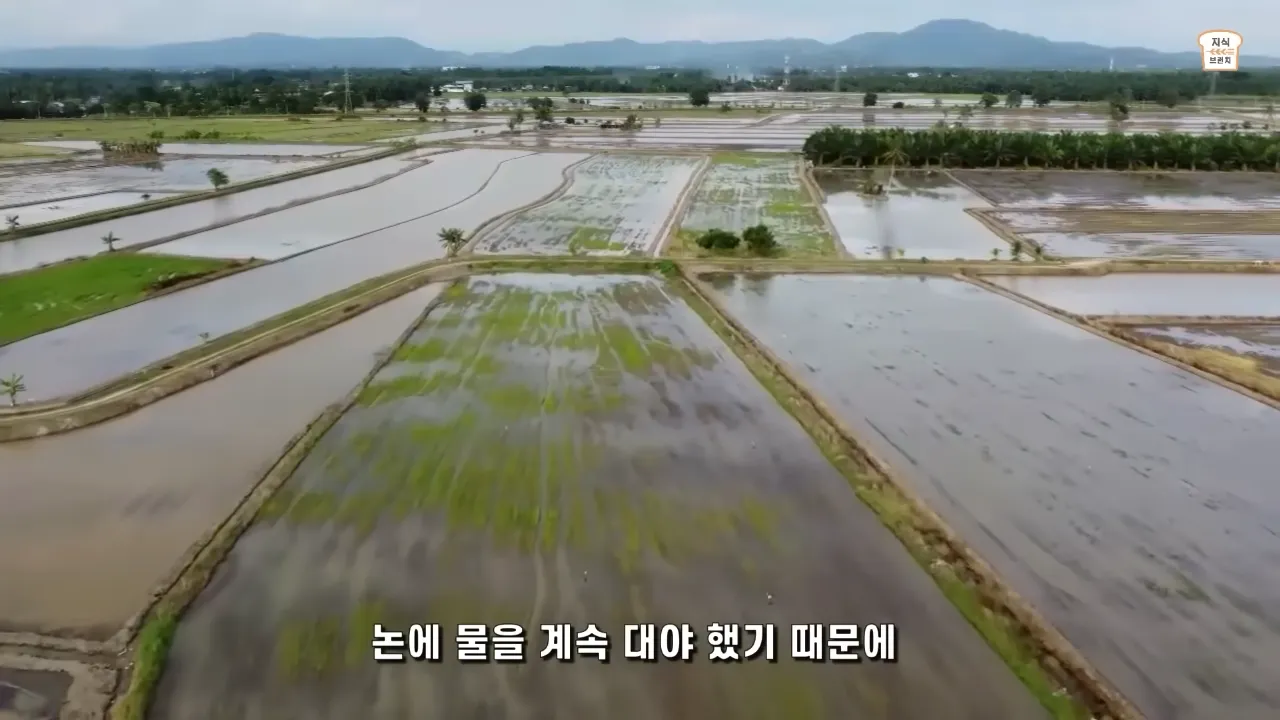 쌀VS밀. 아시아 인구가 압도적으로 많은 이유 5-16 screenshot.webp