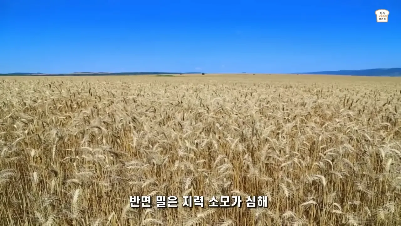 쌀VS밀. 아시아 인구가 압도적으로 많은 이유 4-50 screenshot.webp