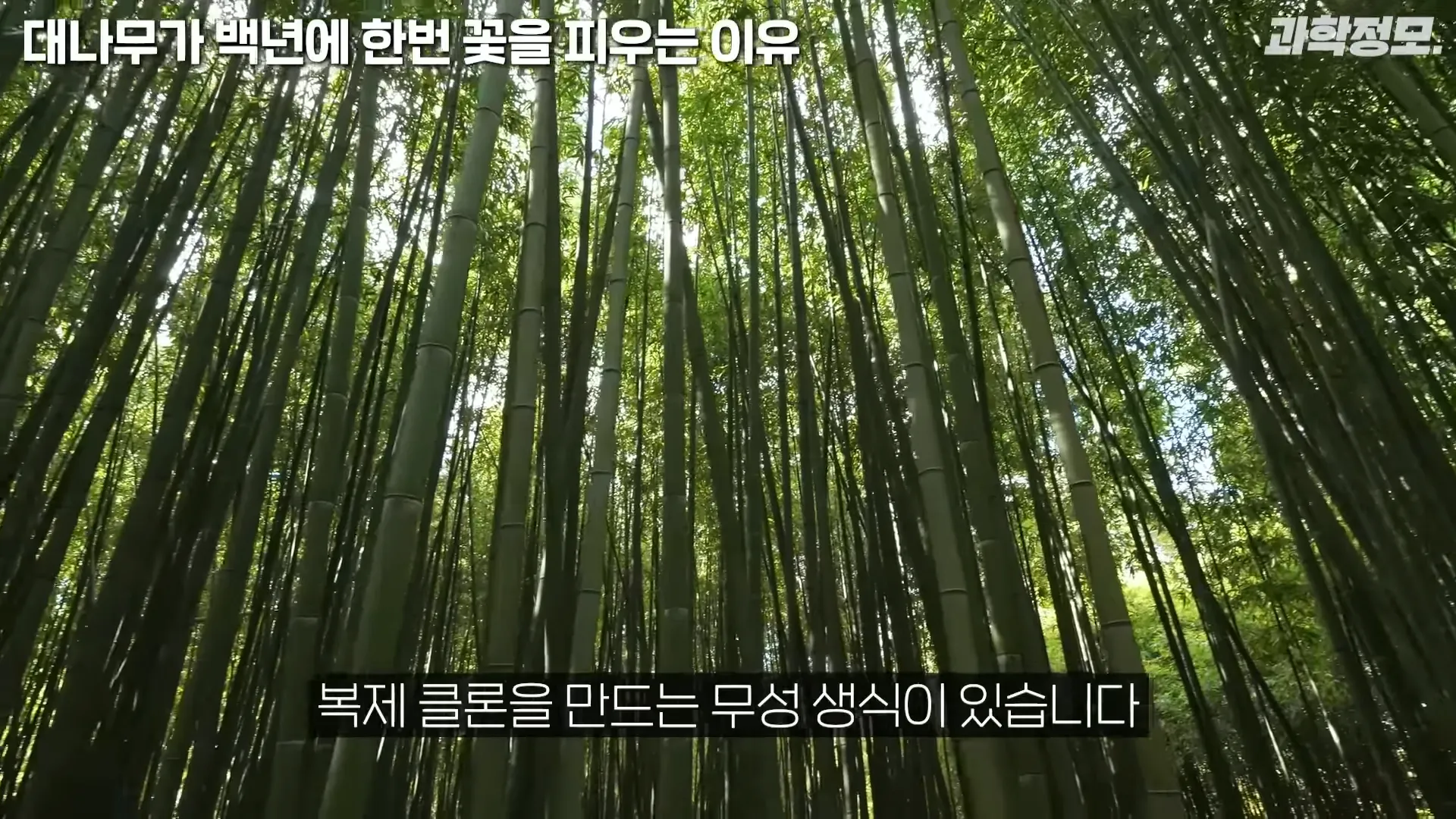 백 년에 한번 꽃이 피는 대나무는 어떻게 번식해온 걸까_ _ 과학정모 EP.42 1-45 screenshot.webp