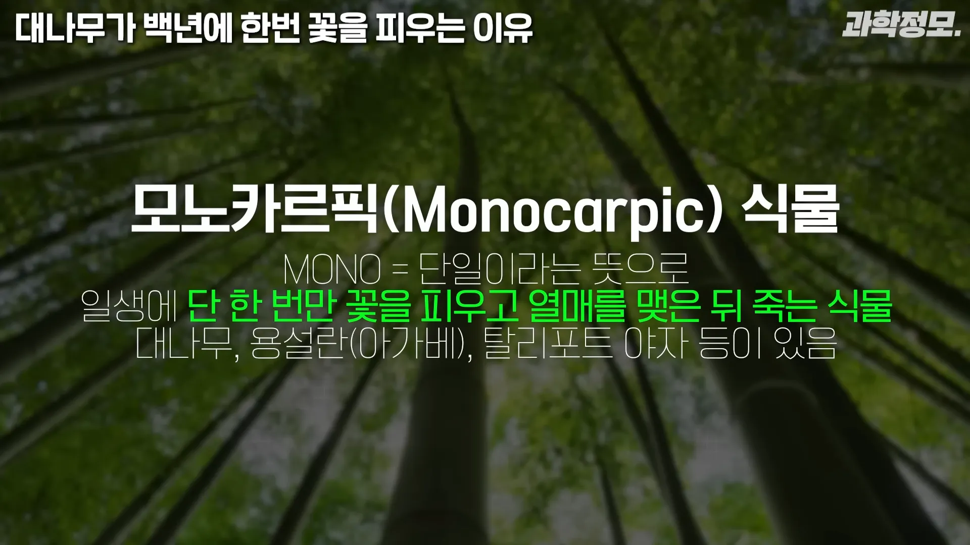 백 년에 한번 꽃이 피는 대나무는 어떻게 번식해온 걸까_ _ 과학정모 EP.42 1-25 screenshot.webp