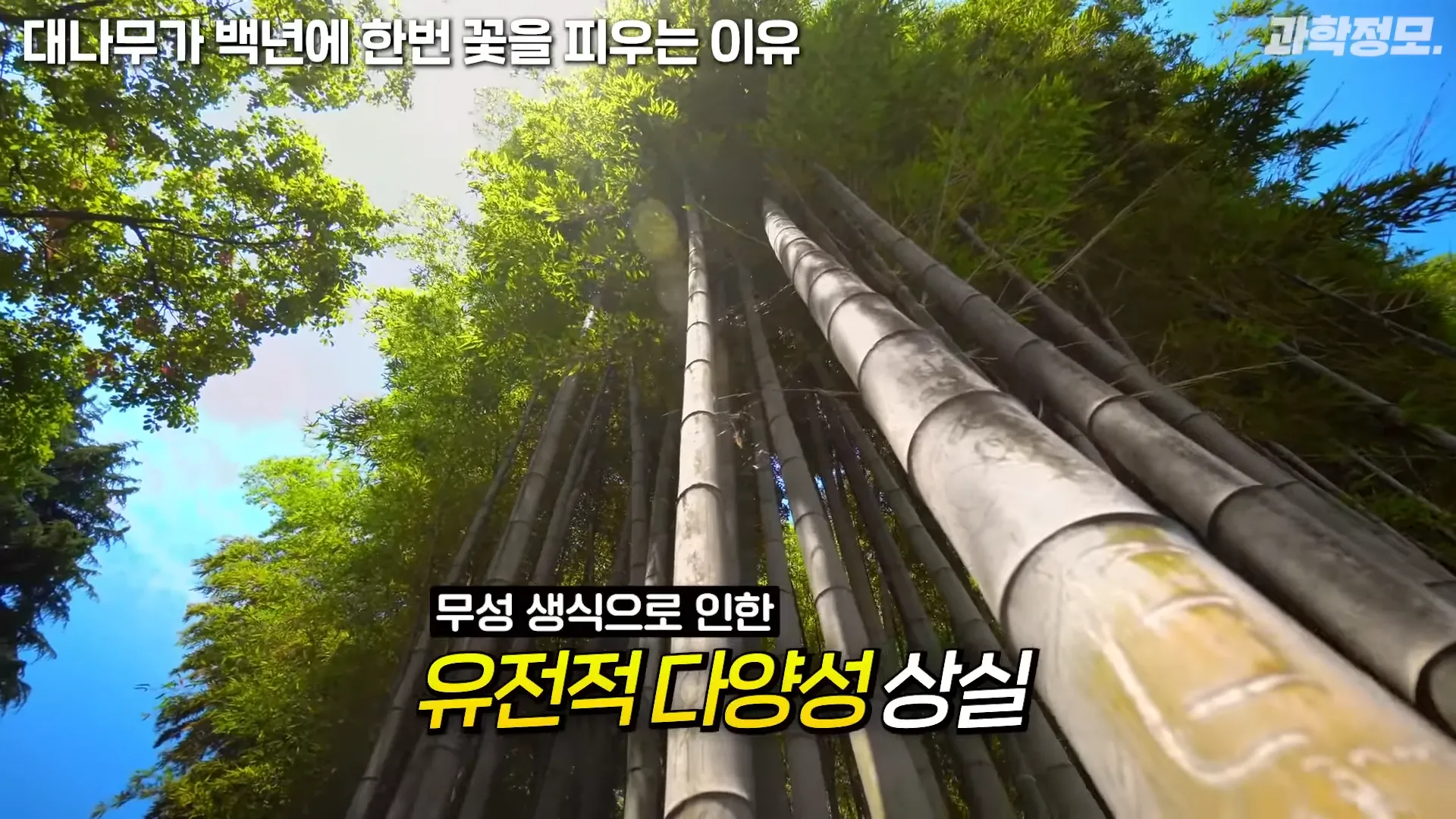 백 년에 한번 꽃이 피는 대나무는 어떻게 번식해온 걸까_ _ 과학정모 EP.42 4-6 screenshot.webp