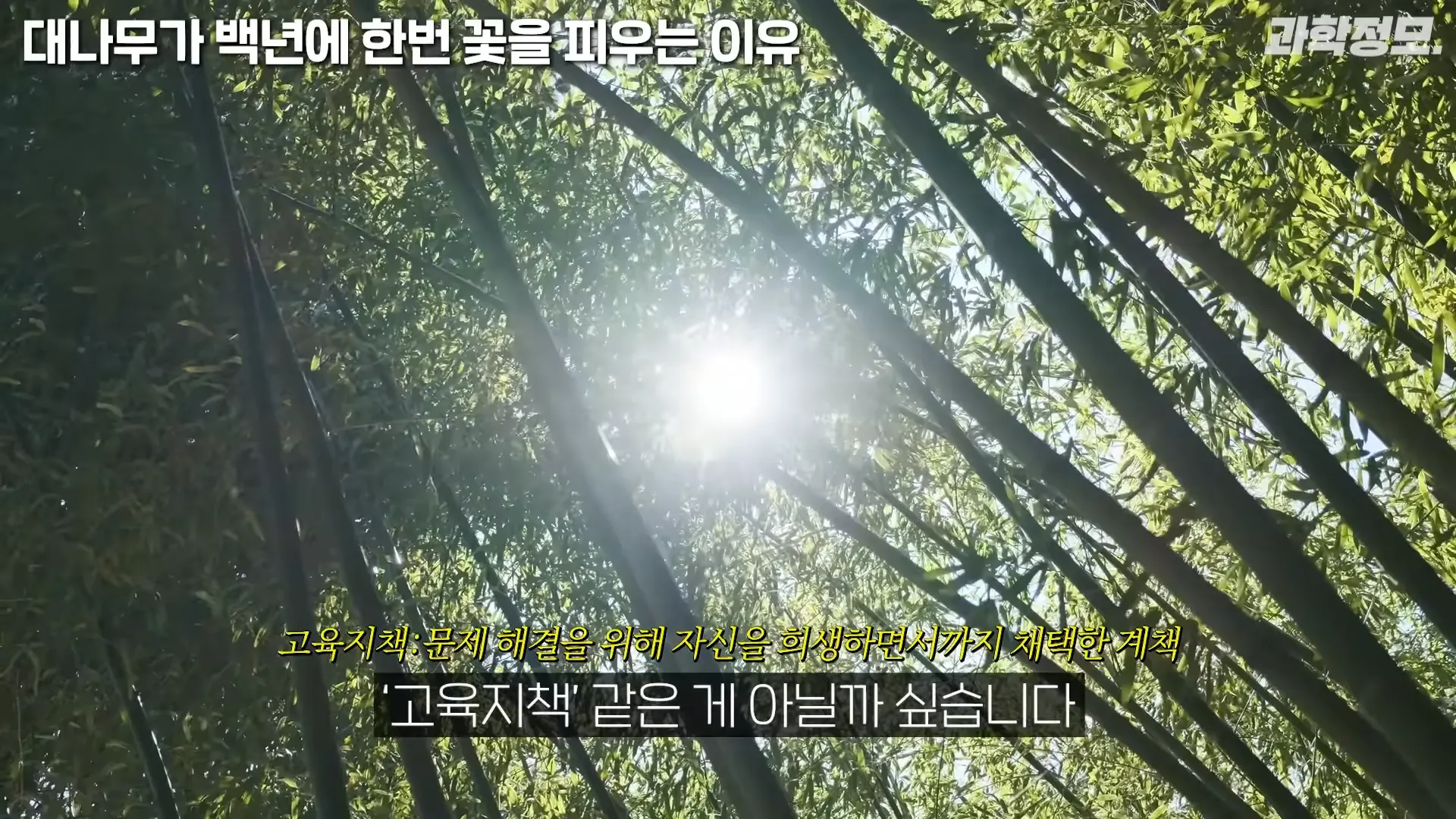 백 년에 한번 꽃이 피는 대나무는 어떻게 번식해온 걸까_ _ 과학정모 EP.42 4-39 screenshot.webp
