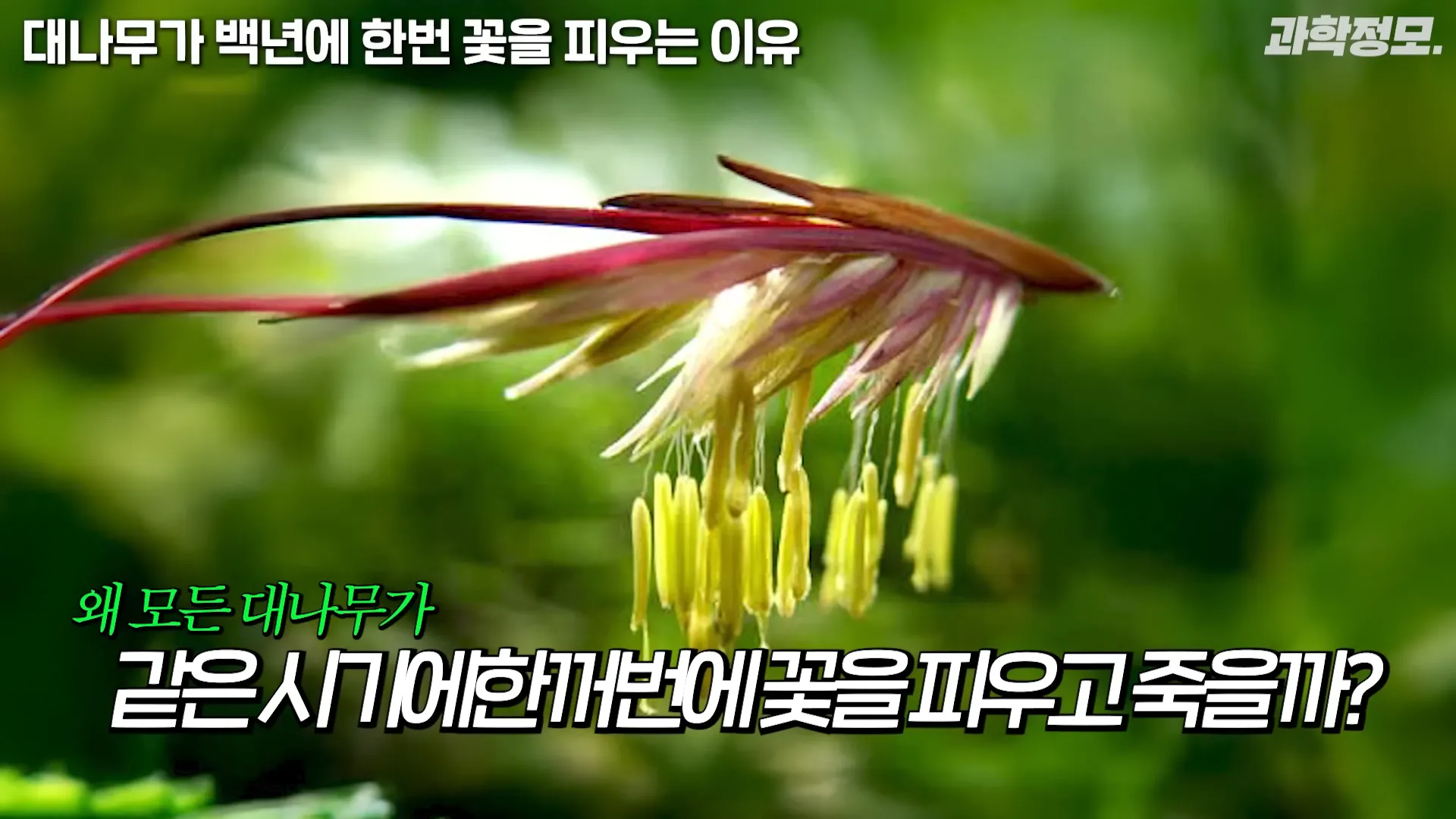 백 년에 한번 꽃이 피는 대나무는 어떻게 번식해온 걸까_ _ 과학정모 EP.42 1-4 screenshot.webp