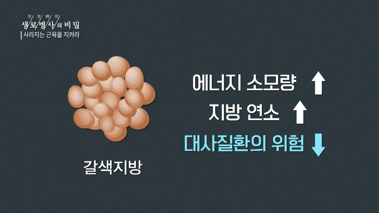 근육에서 분비되는 ',마이오카인',의 긍정적 기능 - 사라지는 근육을 지켜라 (KBS_762회_20210127) 0-54 screenshot.webp