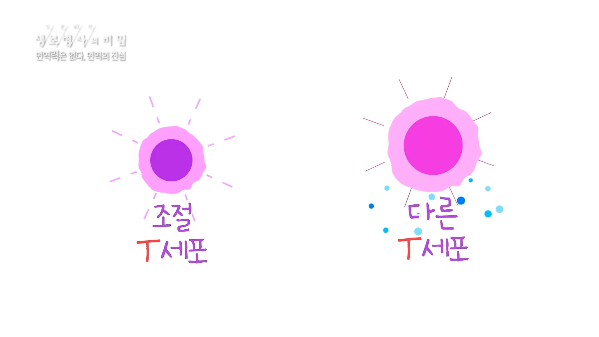 면역의 중심인 T세포의 종류와 역할들 - 면역력은 없다_면역의 진실 (KBS_756회_2020.12.09 방송) 1-5 screenshot.webp