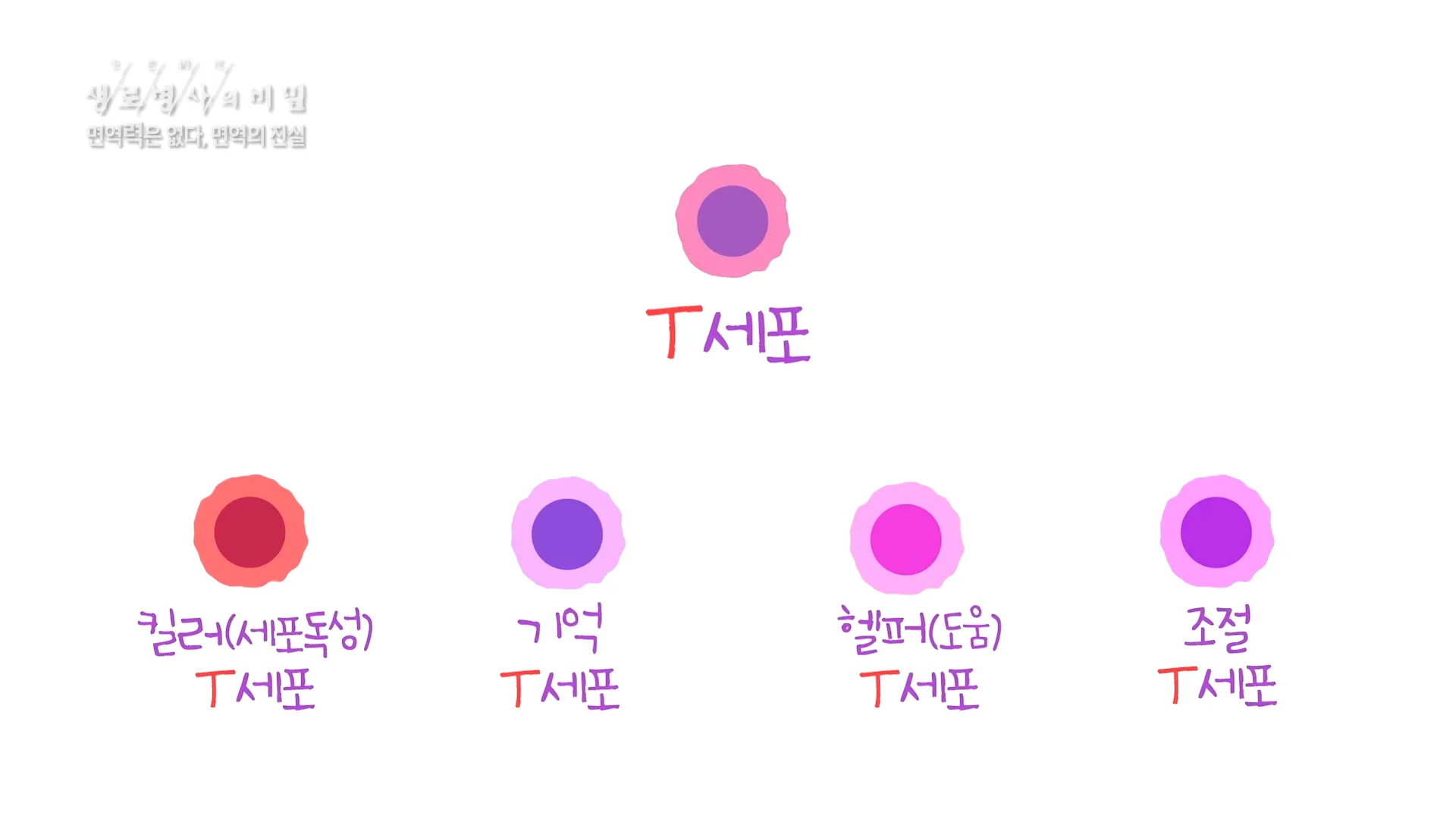 면역의 중심인 T세포의 종류와 역할들 - 면역력은 없다_면역의 진실 (KBS_756회_2020.12.09 방송) 0-32 screenshot.webp