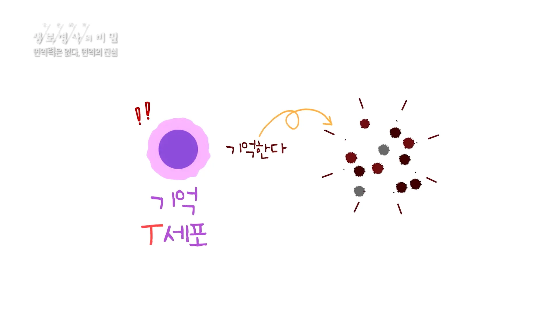 면역의 중심인 T세포의 종류와 역할들 - 면역력은 없다_면역의 진실 (KBS_756회_2020.12.09 방송) 0-43 screenshot.webp