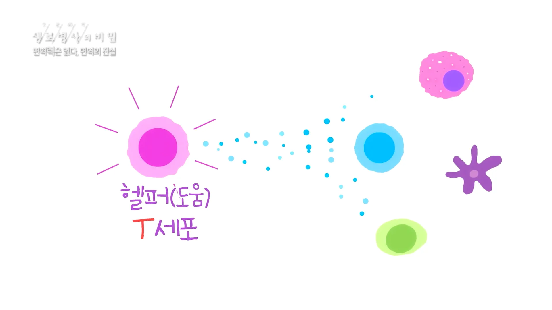 면역의 중심인 T세포의 종류와 역할들 - 면역력은 없다_면역의 진실 (KBS_756회_2020.12.09 방송) 0-53 screenshot.webp
