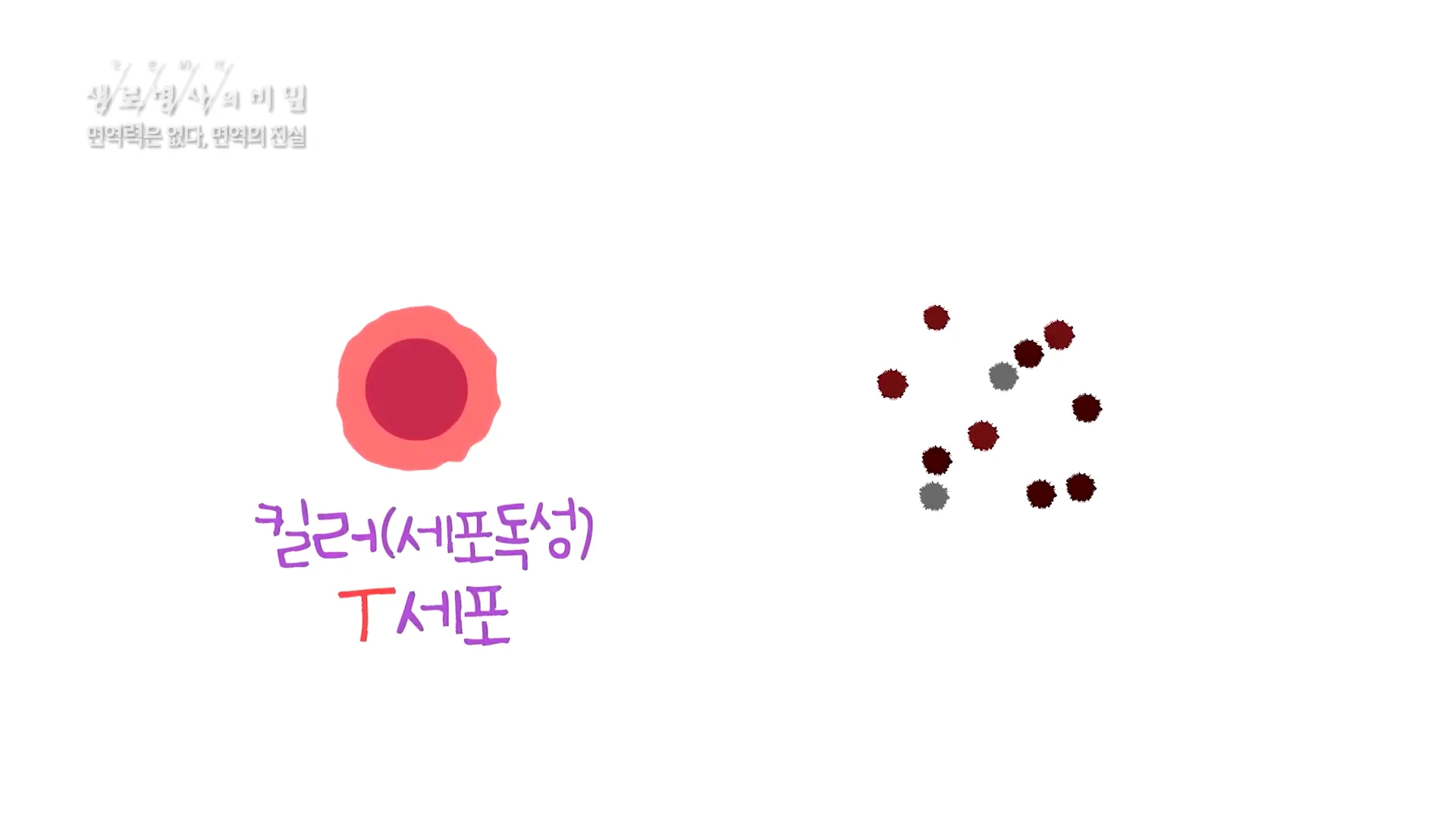 면역의 중심인 T세포의 종류와 역할들 - 면역력은 없다_면역의 진실 (KBS_756회_2020.12.09 방송) 0-35 screenshot.webp